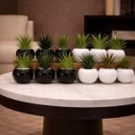 Black & White  Cactuses